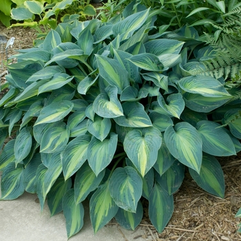 Hosta 'June' 