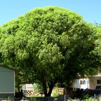 Salix matsudana