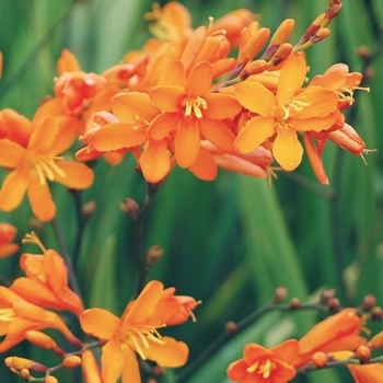 Crocosmia 'Gold Rush™' 