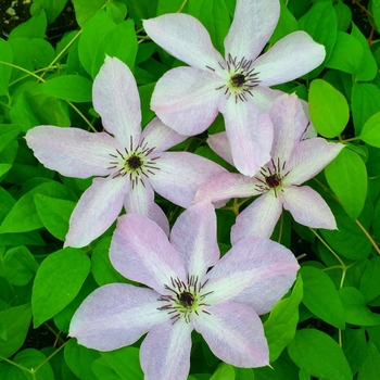 Clematis 'Fairy Dust' 