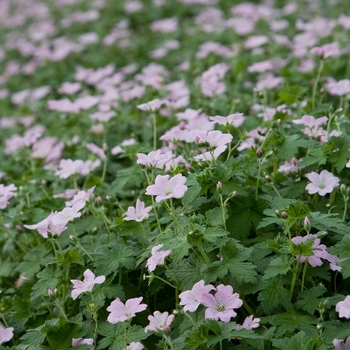 Geranium 'Dreamland' Bremdream PP24624