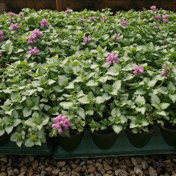 Lamium maculatum 'Red Nancy'