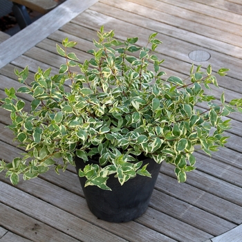 Abelia x grandiflora 'Wevol' 