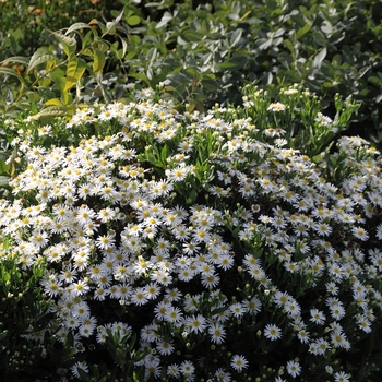 Aster ageratoides 'Starshine' 