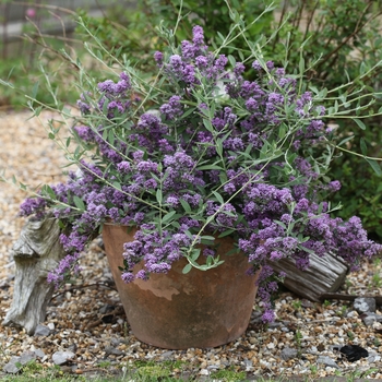 Buddleia alternifolia 'Unique®'