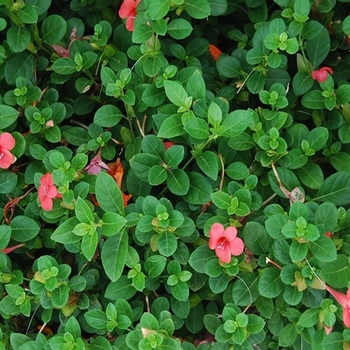 Barleria repens