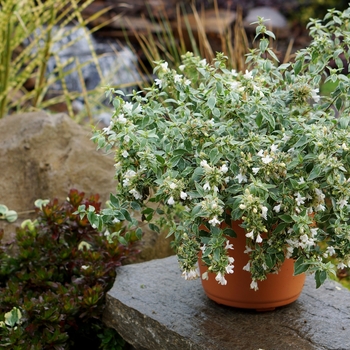 Abelia x grandiflora 'Lucky Lots' 