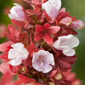 Abelia x grandiflora 'Mystic Daydream'