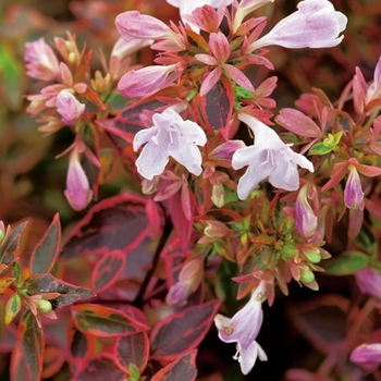 Abelia x grandiflora 'Sunshine Daydream'