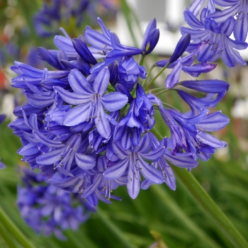 Agapanthus 'Northern Star' PP20957