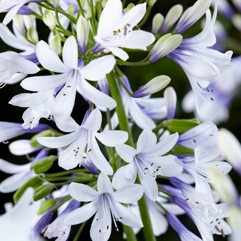 Agapanthus 'Twister' AMBIC001 PP25519