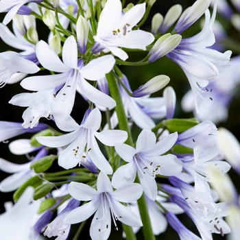 Agapanthus 'Twister'