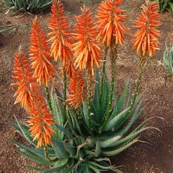 Aloe Safari 'Orange'