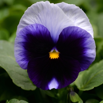 Viola x wittrockiana 'Beaconsfield' 