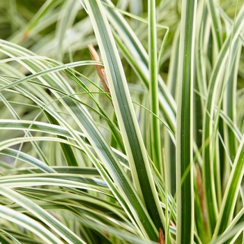 Carex oshimensis EverColor® 'Evercream'