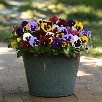 Viola x wittrockiana 'Blotch Mix' 