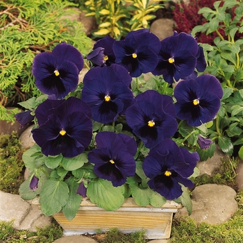 Viola x wittrockiana 'Blue Blotch' 