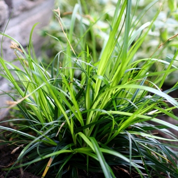 Carex oshimensis 'Everdi' PP25086