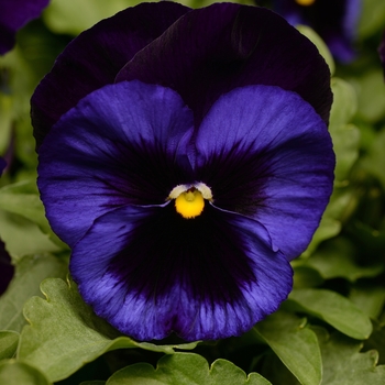 Viola x wittrockiana 'Deep Blue Blotch' 