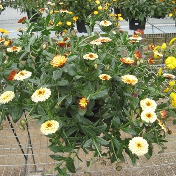 Calendula 'Blonde & Brisk' PP26664