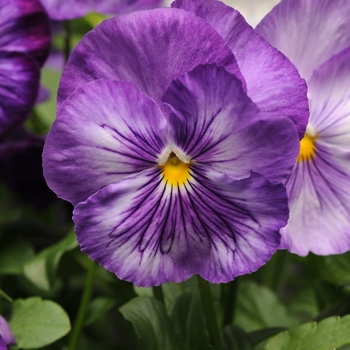 Viola x wittrockiana 'Lavender Shades' 