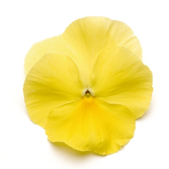 Viola x wittrockiana 'Lemon' 