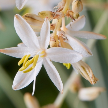 Chlorophytum saundersiae 'Starlight' PP28472