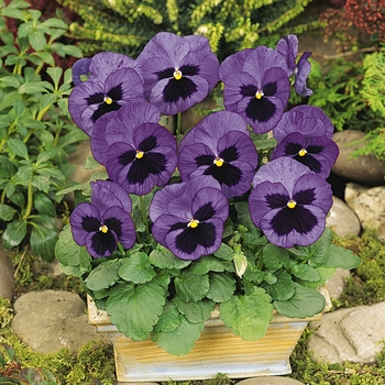 Viola x wittrockiana 'Ocean' 