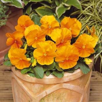 Viola x wittrockiana 'Orange' 