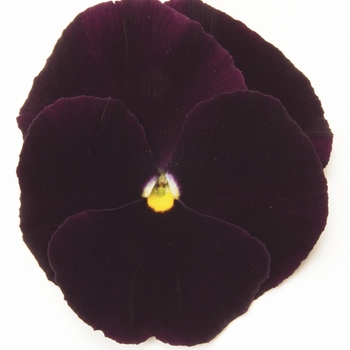Viola x wittrockiana 'Purple' 