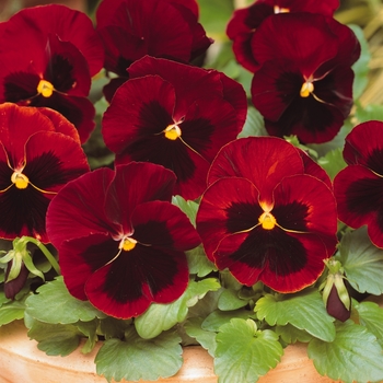 Viola x wittrockiana 'Red Blotch' 