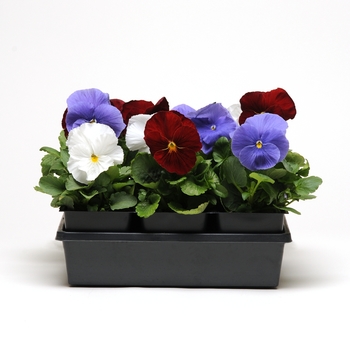 Viola x wittrockiana 'Red White Blue Mix' 