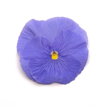 Viola x wittrockiana 'True Blue' 