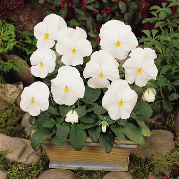 Viola x wittrockiana 'White' 