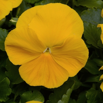 Viola x wittrockiana 'Yellow Improved' 