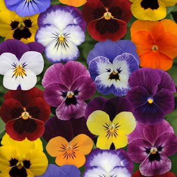 Viola cornuta Sorbet® XP 'Autumn Select Mixture'