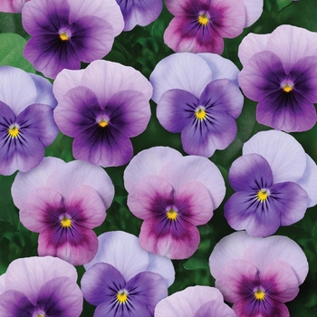 Viola cornuta 'Beaconberry Mix' 