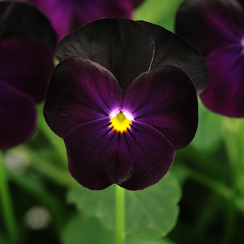 Viola cornuta 'Blackberry' 