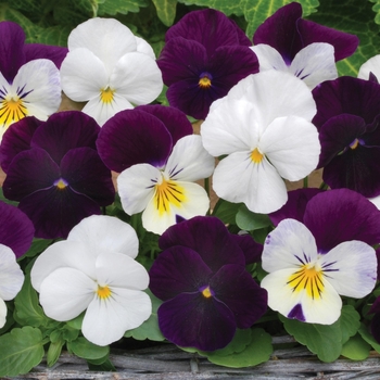 Viola cornuta 'Blackberry Sundae Mix' 