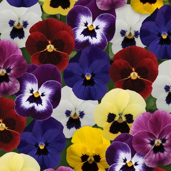 Viola cornuta Sorbet® XP 'Blotch Mixture'