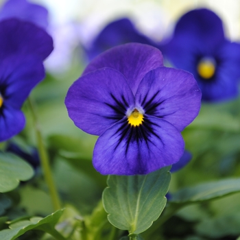 Viola cornuta 'Blue Blotch' 