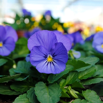 Viola cornuta Sorbet® XP 'True Blue'
