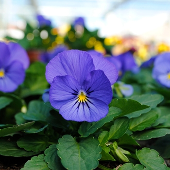 Viola cornuta 'True Blue' 