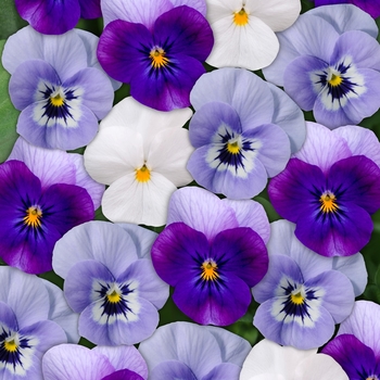 Viola cornuta 'Blueberry Frost Mix' 