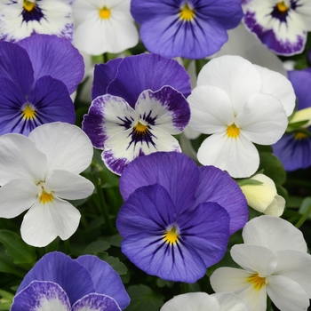 Viola cornuta 'Blueberry Sundae Mixture' 