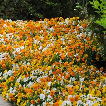 Viola cornuta 'Citris Mix' 