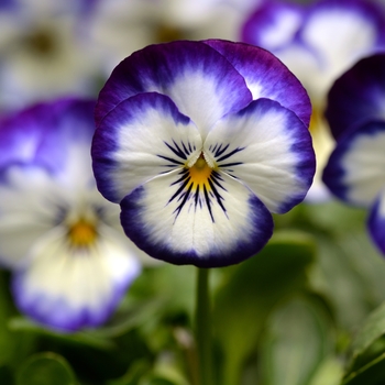 Viola cornuta Sorbet® XP 'Coconut Swirl'