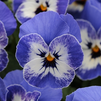 Viola cornuta 'Delft Blue' 