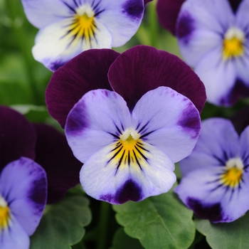 Viola cornuta 'Denim Jump Up' 