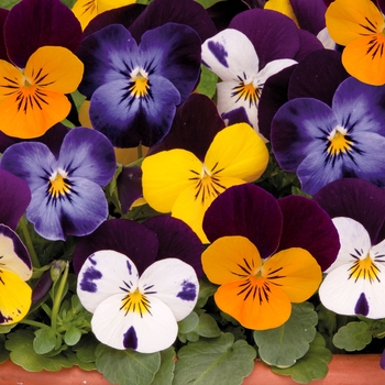 Viola cornuta 'Jump Up Mixture' 